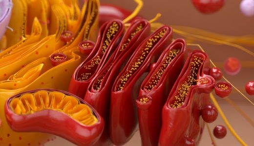 【解説】平熱が低い人は鉄たんぱく不足？理由と解決案を考察