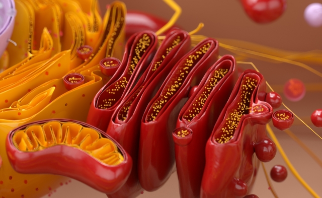 ミトコンドリアのイラスト